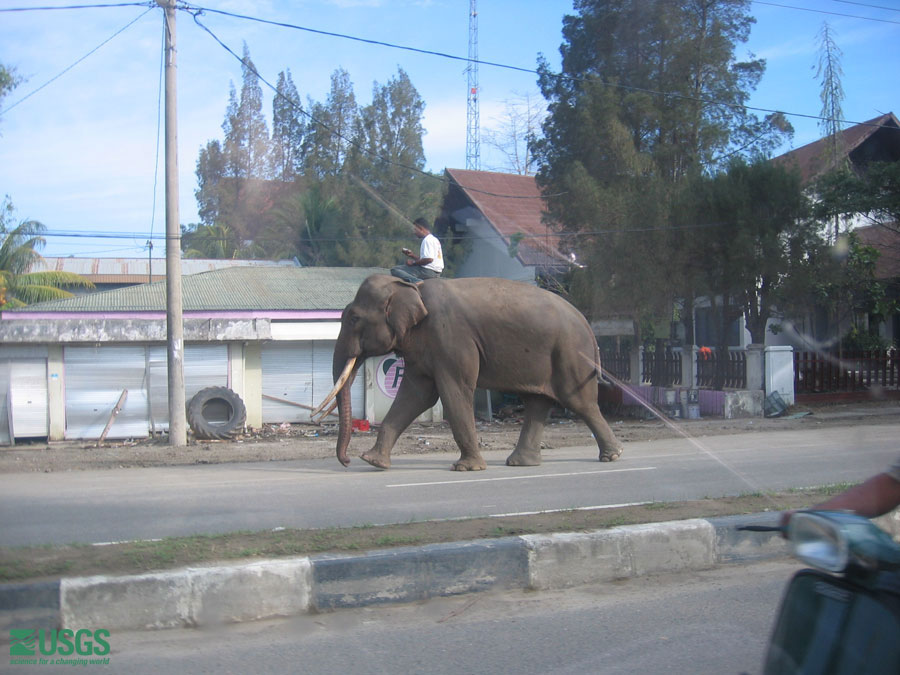 Photo in Sumatra, see caption above.