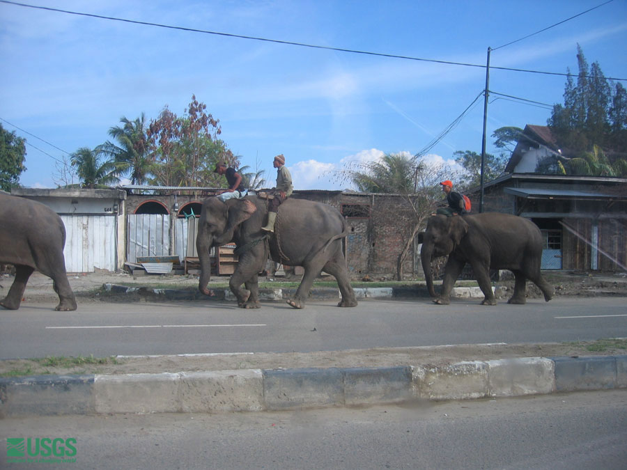 Photo in Sumatra, see caption above.