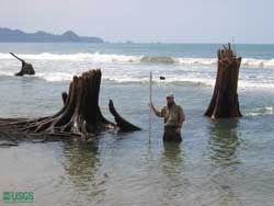 measuring tree roots and lower trunks that are now submerged in saltwater