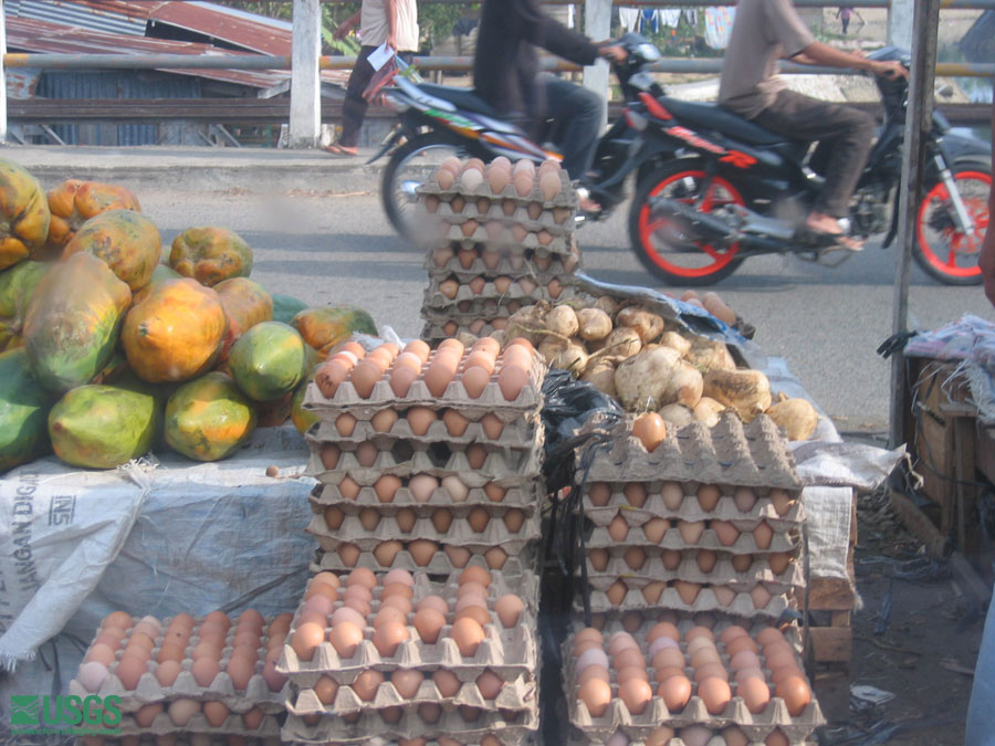 Photo in Sumatra, see caption above