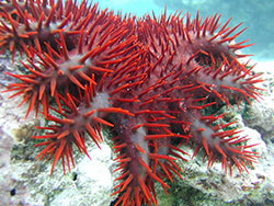 Crown of thorns sea star, from the American Samoa National Park Service web site.