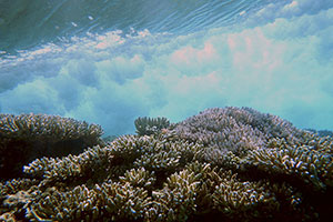 Photo of wave breaking over coral.