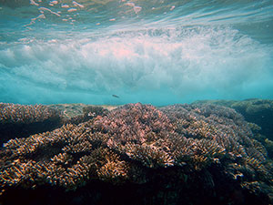 Coral reef with wave breaking over it.