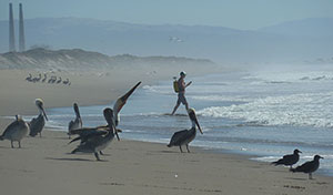 Photo of scientist conducting a nearshore survey with pelicans and seagulls looking on.