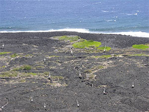 Oblique aerial photograph showing a storm-deposited gravel ridge complex near the shore and an inland field of tsunami-deposited gravel, mostly boulder size, on the southeast coast of the island of Hawaii. Arrows point to individual large boulders.