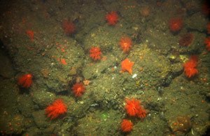 Photo of the seafloor with anenome and sea star on boulders and rock.