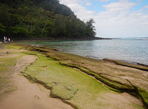 Bright green algae on a beach on the north shore of Kauai.