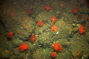 Photograph of boulders and biota off San Gregorio, California, in water approximately 30 meters (100 feet) deep.