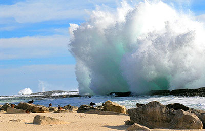 Photograph showing the impact of a large wave at the south shore of Laysan Island, with endangered Laysan teal in the foreground.