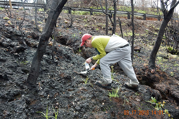 A man is leaning over and is scooping soil from a wildfire-charred hillslope and placing it in a sample bag.