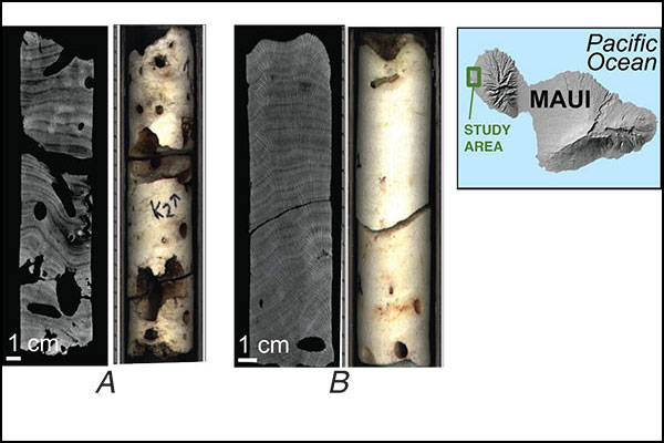 Coral collected from reef near polluted groundwater seeps, A, shows more erosion than coral collected away from seeps, B, in these CT scans and photographs. cm = centimeter