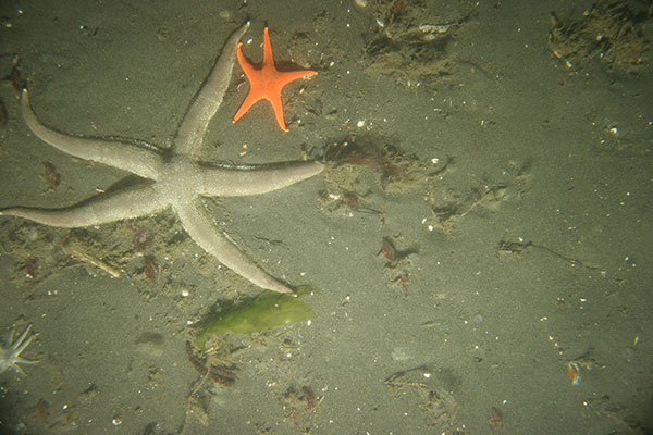 This photograph is of the Puget Sound seafloor and shows a sandy area with partial hydroid and algae cover occupied by sea stars and small filter feeding worms.