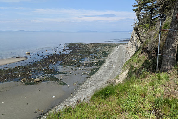 On a high coastal cliff, a video camera is mounted on a pole and secured to a tree, and down below it's low tide.