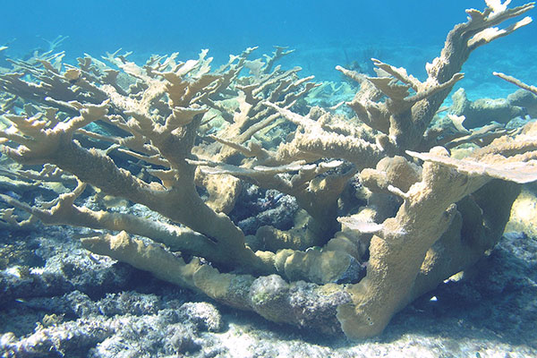 Underwater photograph of elkhorn coral in Florida.