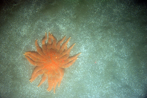 Photograph from the portal, of a sunflower sea star on the seafloor.