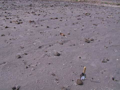 Cobbles and large mud clasts on surface of tsunami deposit in field.