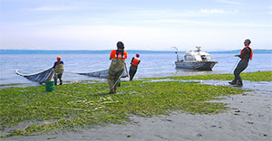 USGS crew members hauling a sampling net over an eelgrass bed on Bainbridge Island, Washington. USGS photograph by David Ayers.