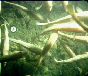 Family Gadidae (species uncertain, possibly cod).