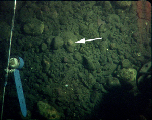  Green sea urchin.