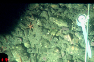 Blood seastar.