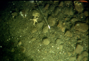  Northern seastar.