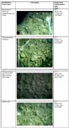 Table 5. Identifications of animals and plants observed in the time-series photographs obtained at LT-A. 