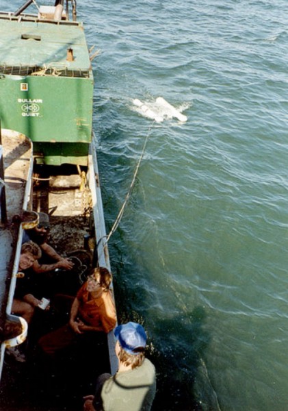 "Alpine" deck crew for cruise AT-88-1 with a view of the sound source for the ORE "Geopulse" seismic-profiling system that was used to verify targets before coring.