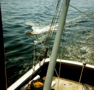 The EG&G "Uniboom" sled flying outboard of the RV ASTERIAS's wake to minimize noise in the seismic records during cruise AST 85-8. The sidescan sonar is deployed directly aft and the spare ORE boomer system is stored on deck.