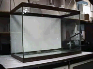 Image shows empty fish tank.