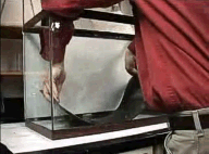 Image shows rubber map being added to bottom of fish tank.