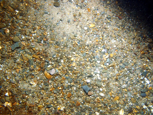 Gravel with sand and scattered rocks, ripples (5-10 cm high), scattered shells and shell debris.