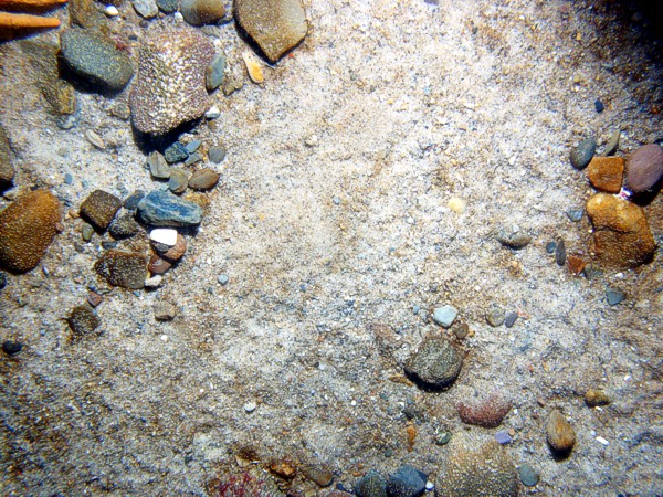 Sand, gravel, ripples, organics and gravel in troughs, scattered shell debris, soft coral (dead man's fingers), crab.