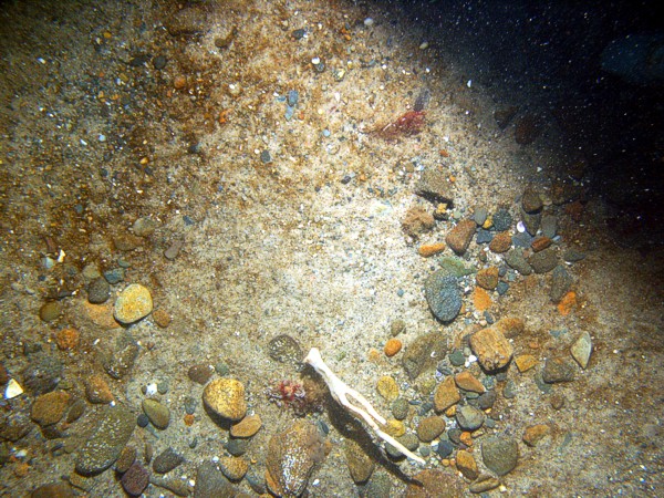 Sand, gravel, ripples, organics and gravel in troughs, scattered shell debris, soft coral (dead man's fingers), crab.