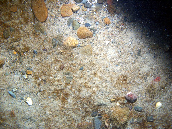 Sand, gravel, ripples, organics and gravel in troughs, scattered shell debris, soft coral (dead man's fingers), crab.