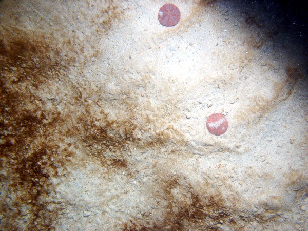 Sand, some pebbles, ripples, thin layer of organics, sand dollars, starfish, moon snail casings.