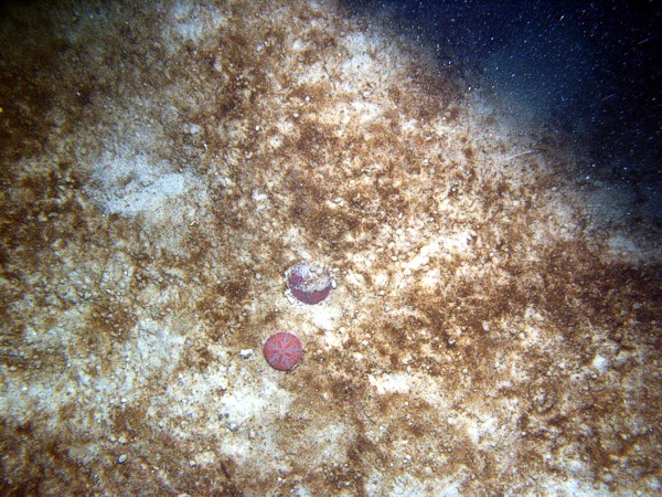 Sand, some pebbles, ripples, thin layer of organics, sand dollars, starfish, moon snail casings.