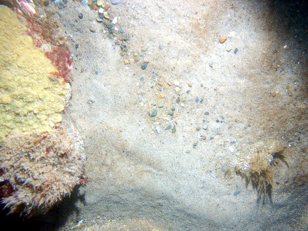 Sand, scattered patches of gravel, scattered boulders and cobbles ripples, ripples, thin organic mat on ripple crests and in troughs, crab, moon snail.