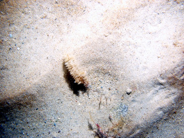 Sand, scattered patches of gravel, scattered boulders and cobbles ripples, ripples, thin organic mat on ripple crests and in troughs, crab, moon snail.