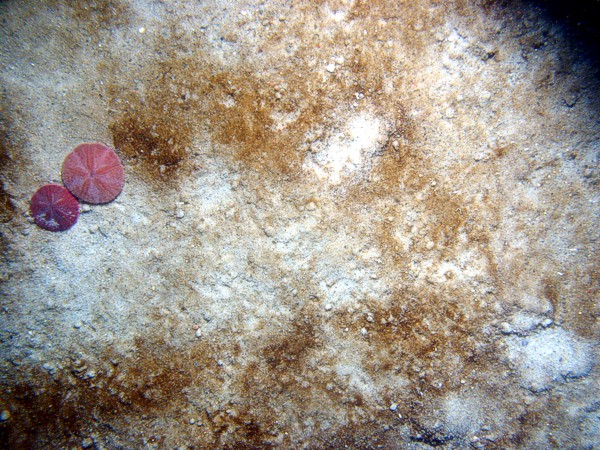 Sand, some gravel (pebbles), ripples, some organics on ripple crests, sand dollars, starfish, sand eels.