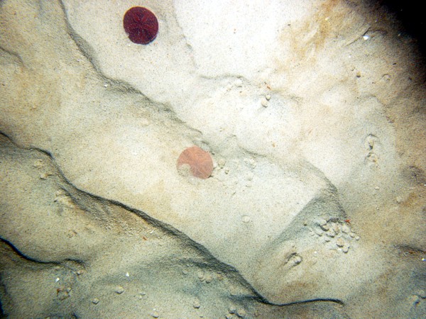 Sand, ripples, sand dollars, burrows, amphipod tubes, trace organics.