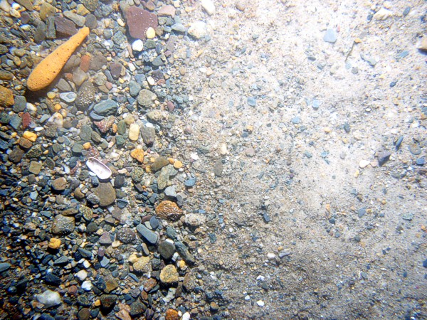 Sand, gravel in patches and concentrated in ripple troughs, scattered boulders, sponges, crab.