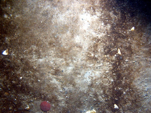 Sand, patches of gravel, scattered cobbles and boulders, ripples, scattered shell debris, sand dollars, organic mat concentrated in the troughs.