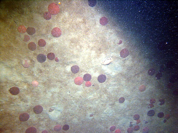 Sand, undulating bottom, numerous sand dollars, crabs.