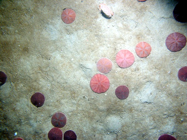 Sand, undulating bottom, numerous sand dollars, crabs.