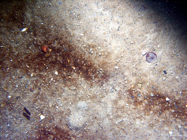 Sand, few pebbles, large ripples (10-20 cm), sand dollars concentrated on ripple crests, organics concentrated in troughs, scattered shell debris. Moon snails.