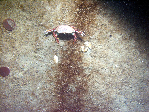 Sand, scattered pebbles, ripples, organics concentrated in troughs, scattered shells and shell debris, sand dollars, sand eels, crabs.