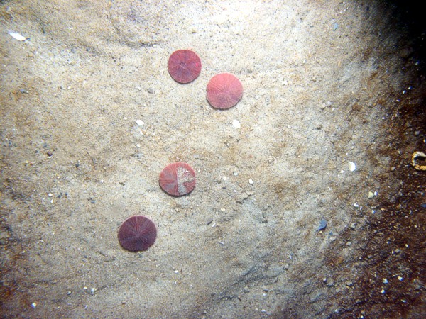 Sand, gravelly, rippled, gravel and organics concentrated in troughs, some shell debris, sand dollars, crabs.