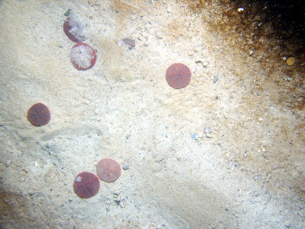 Sand, gravelly, ripples, organics and gravel concentrated in troughs, some shell debris.