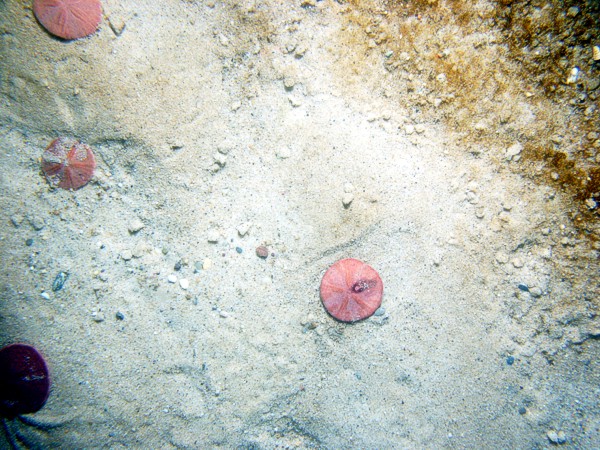 Sand, gravelly, ripples, organics and gravel concentrated in troughs, some shell debris.