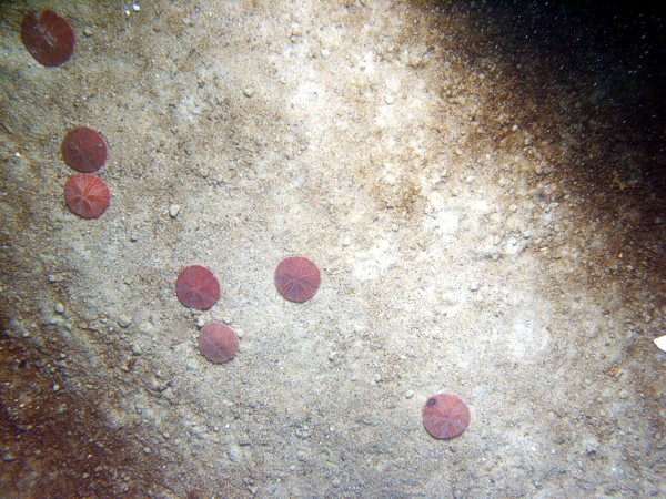 Sand, gravelly, rippled, organics concentrated in troughs and sand dollars on crests, scattered shell debris, starfish, crabs.